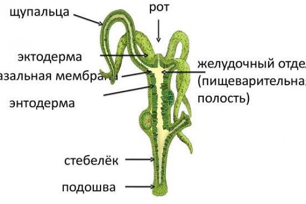 Правильная ссылка на мегу через тор