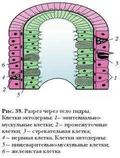 Омг ссылка omg omg ssylka onion com